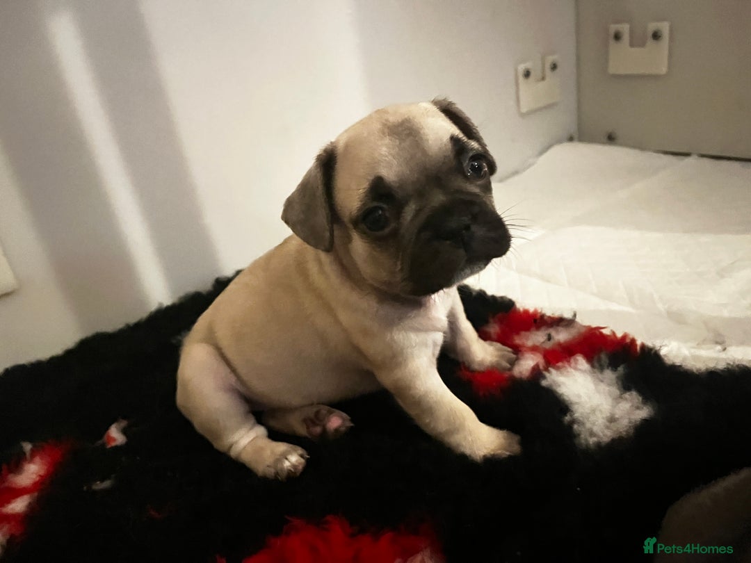 French Bulldog dogs for sale: French bulldog puppies  - Advert 2