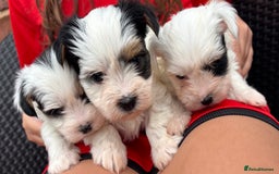 Biewer Terrier dogs for sale: Beautiful biewer terrier puppies 🩷 - Image 30