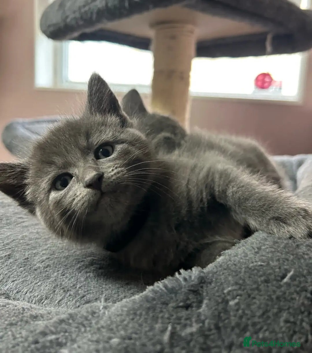 Russian Blue cats for sale: 🤎Healthy blue russians kitties so sweet - Image 3