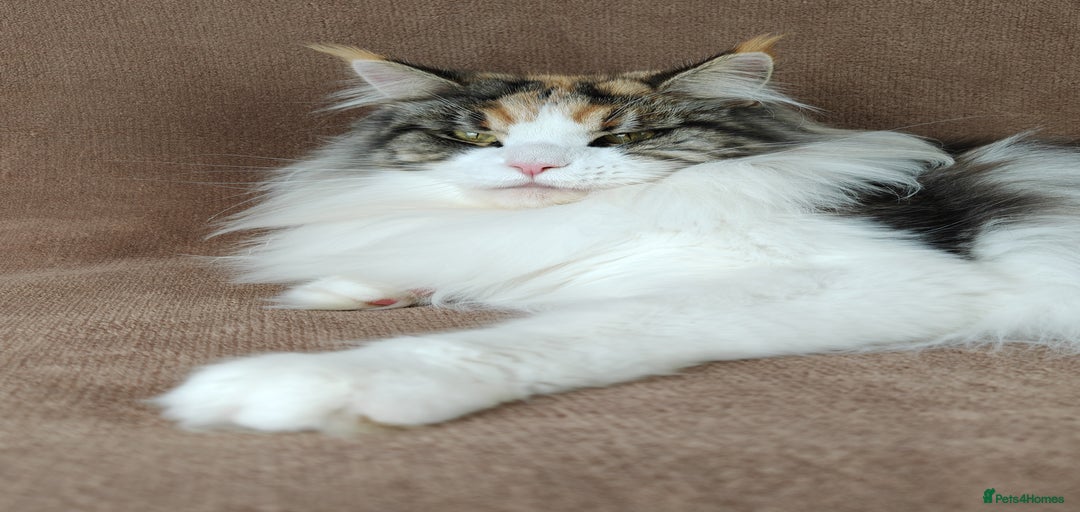 Gallery Image {{count}}