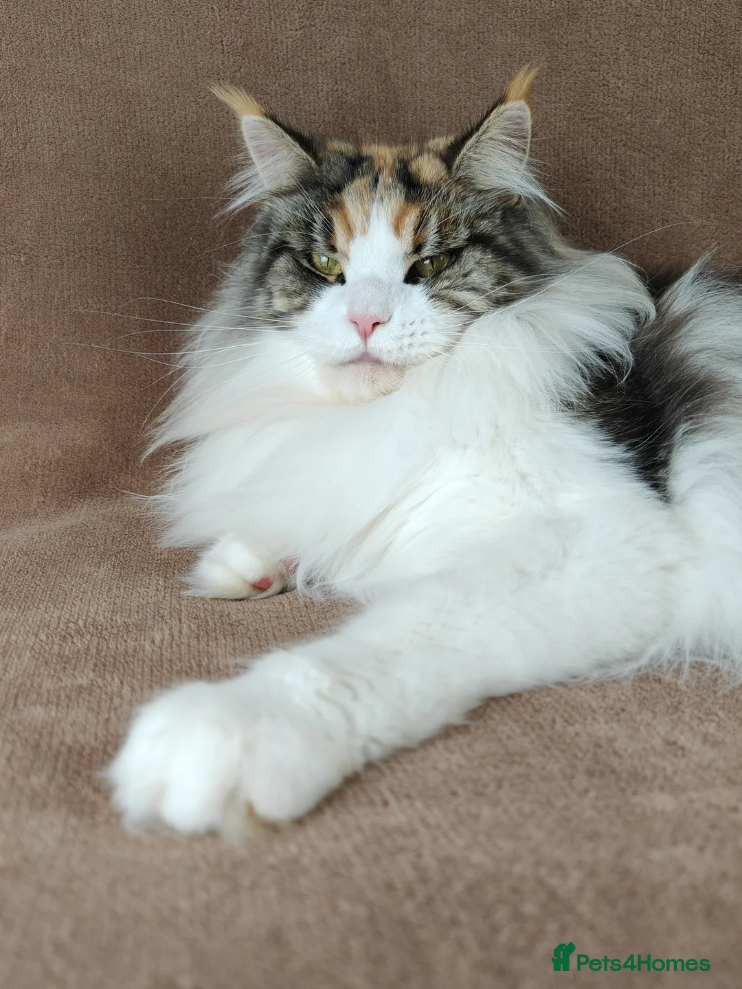 Gallery Image {{count}}