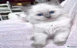 Ragdoll cats for sale: Beautiful Ragdoll Kittens - Image 10