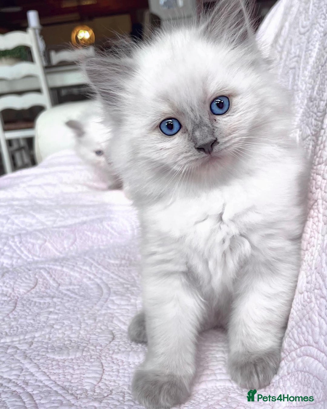 Ragdoll cats for sale: Beautiful Ragdoll Kittens - Image 10