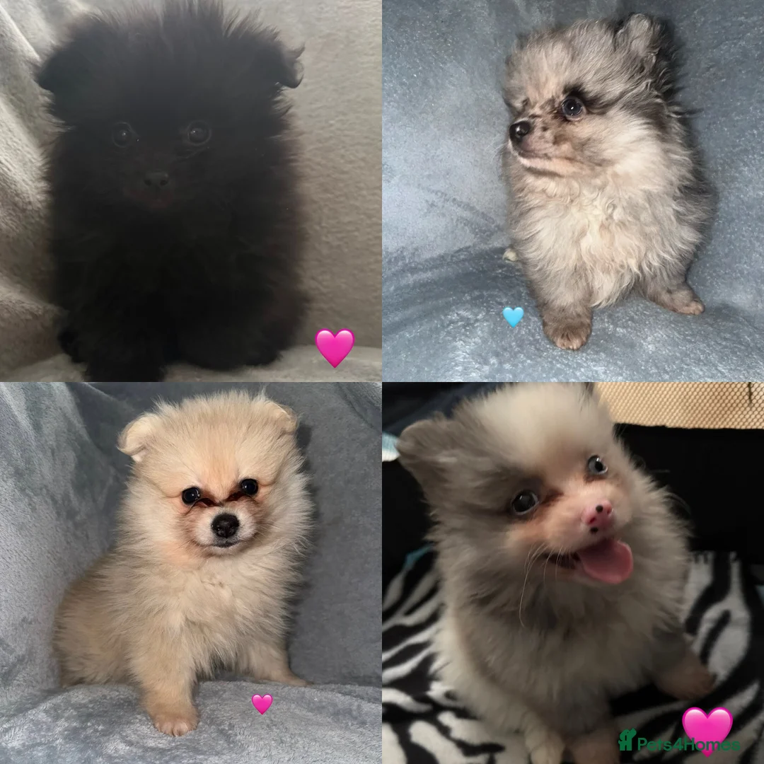 Pomeranian dogs for sale: Stunning Pomeranian Puppy’s 🫶🏽 - Advert 1
