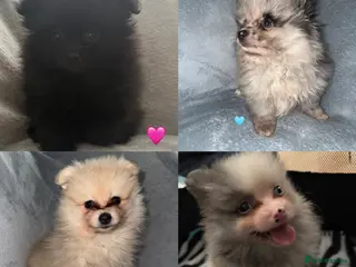 Pomeranian dogs Stunning Pomeranian Puppy’s 🫶🏽 - Advert 1