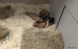 Tan rabbits for sale: Beautiful baby GUINEA PIGS - Image 11