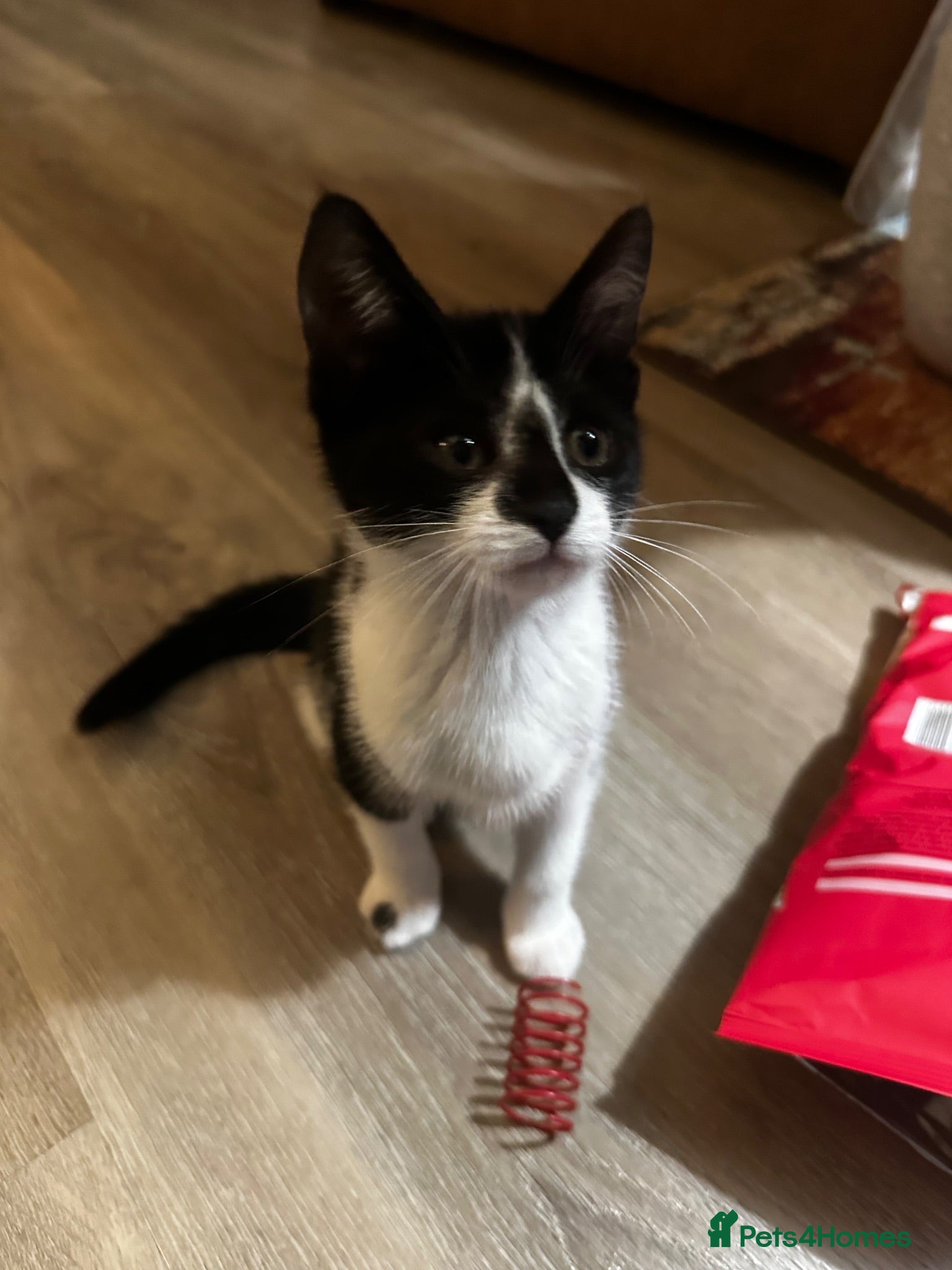 Mixed Breed cats Mixed breed black and white kittens - Advert 1