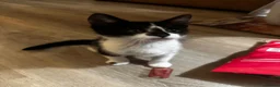 Mixed Breed cats for sale: Mixed breed black and white kittens - Advert 1