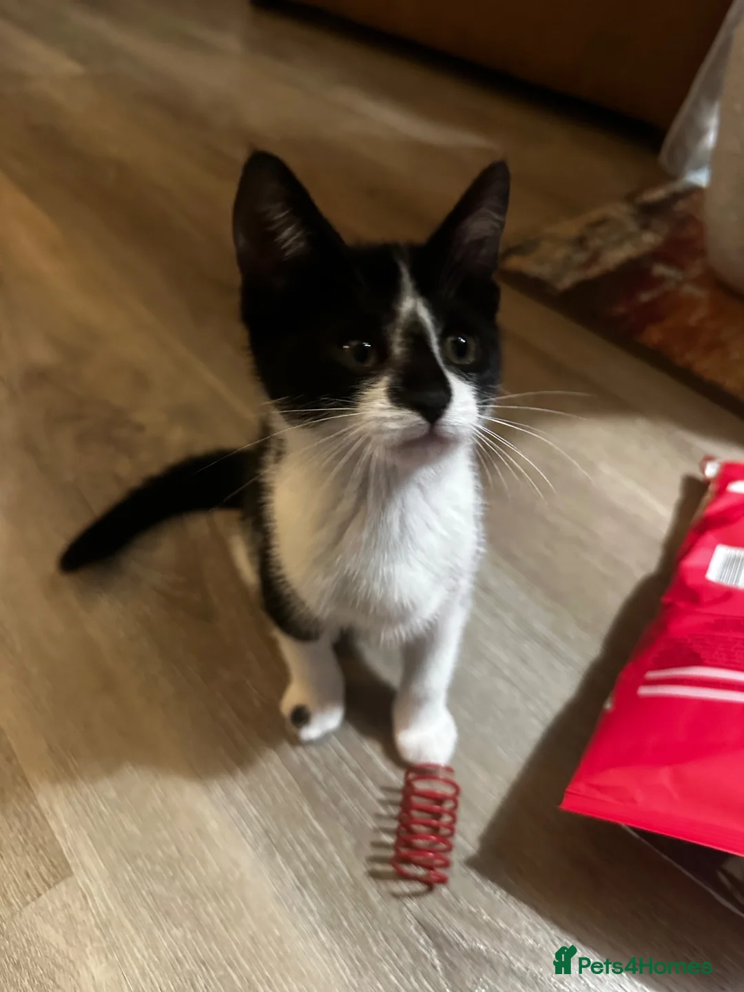 Mixed Breed cats for sale: Mixed breed black and white kittens - Advert 1