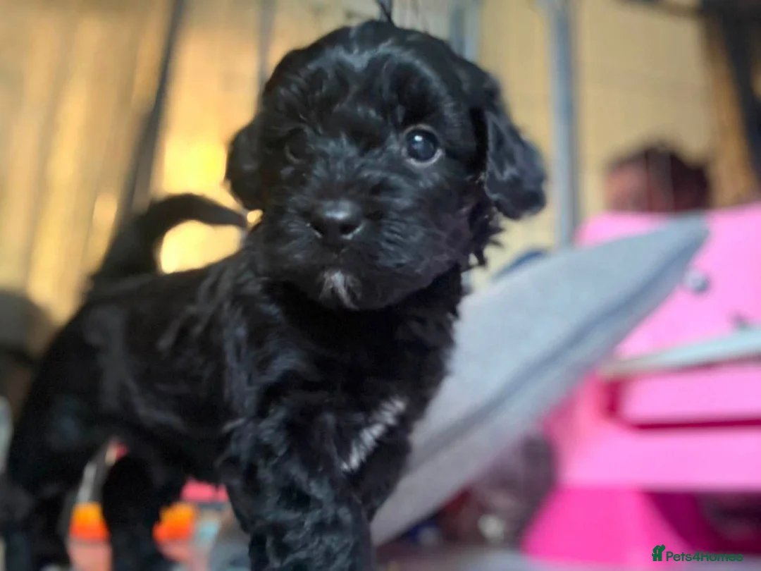 Mixed Breed dogs for sale: 4 cavapoo x maltipoo pups - Advert 19