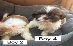 Shih Tzu dogs for sale: Four shih tzu boy puppy’s for sale. - Image 19