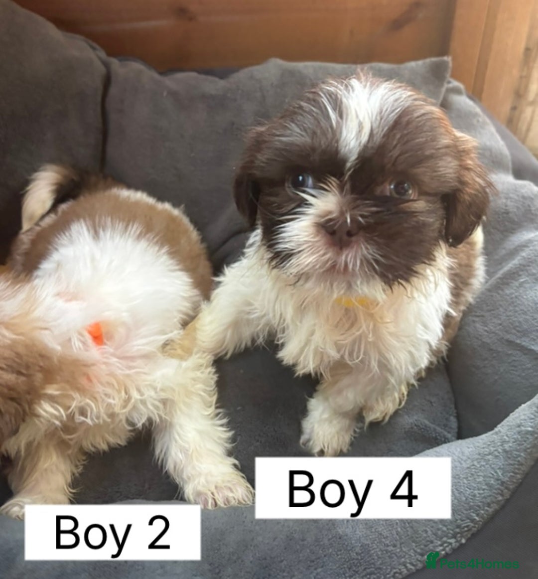 Shih Tzu dogs for sale: Four shih tzu boy puppy’s for sale. - Image 19