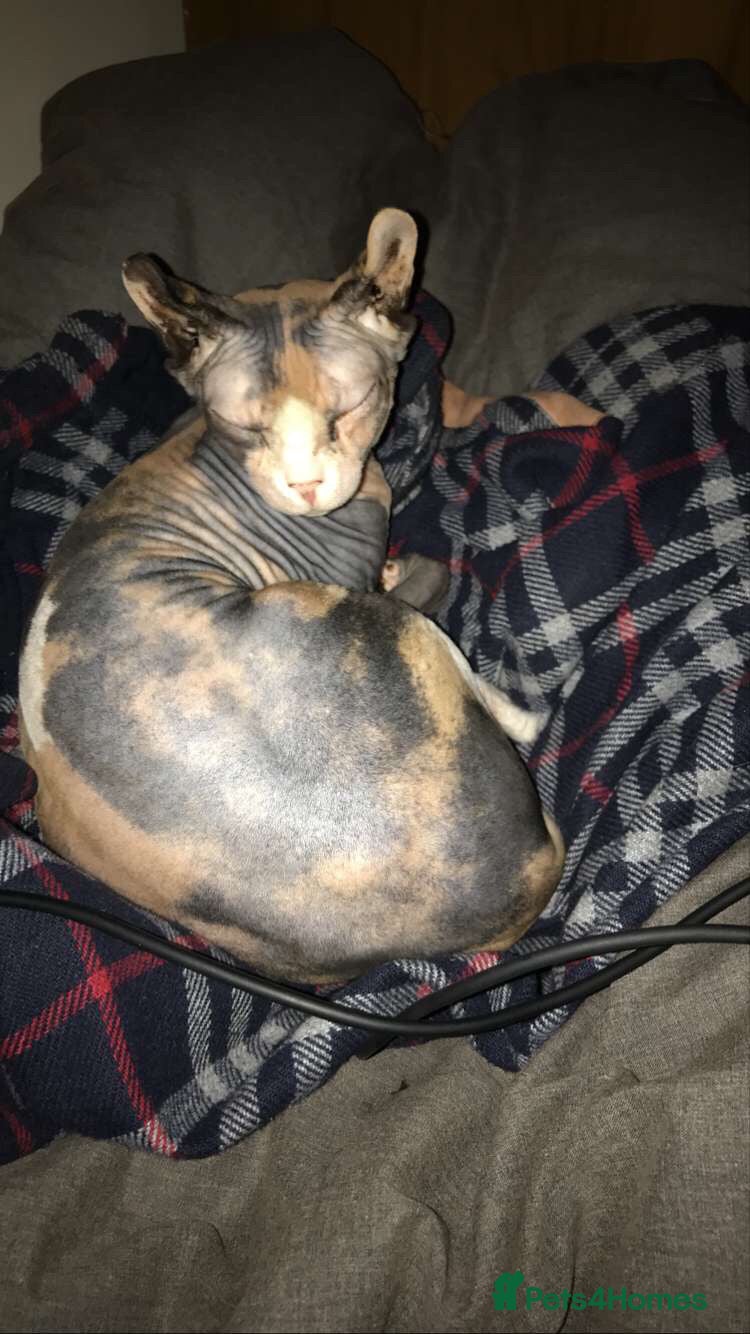 Sphynx cats RARE Dwelf Odd Eye Patterned Sphynx  - Advert 4