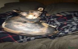 Sphynx cats for sale: RARE Dwelf Odd Eye Patterned Sphynx  - Image 1