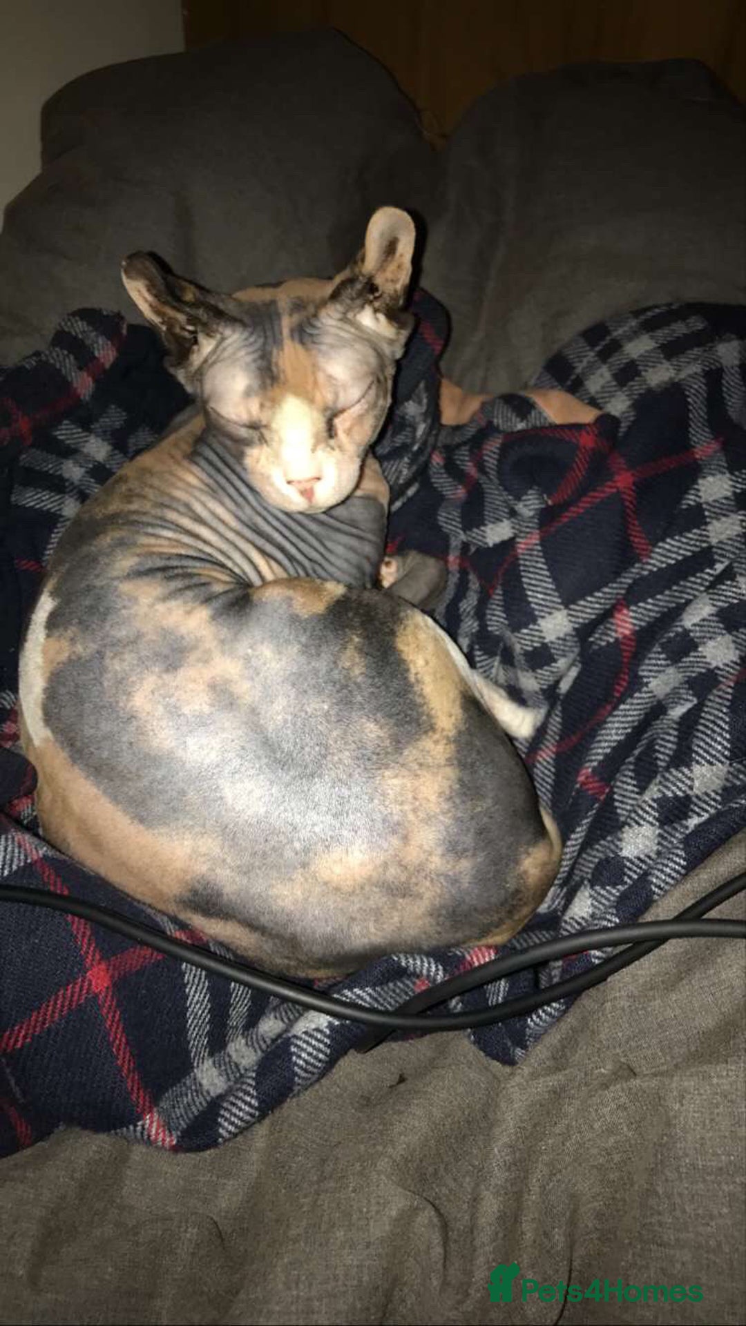 Sphynx cats for sale: RARE Dwelf Odd Eye Patterned Sphynx  - Image 1