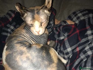 Sphynx cats - Advert 24