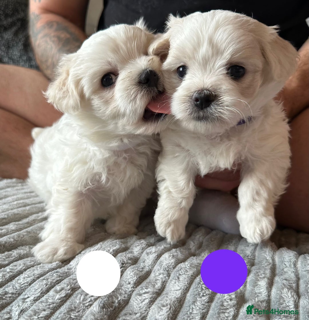 Maltese dogs for sale: Cute Maltese Puppies Looking for Loving Homes🇬🇧  - Image 10