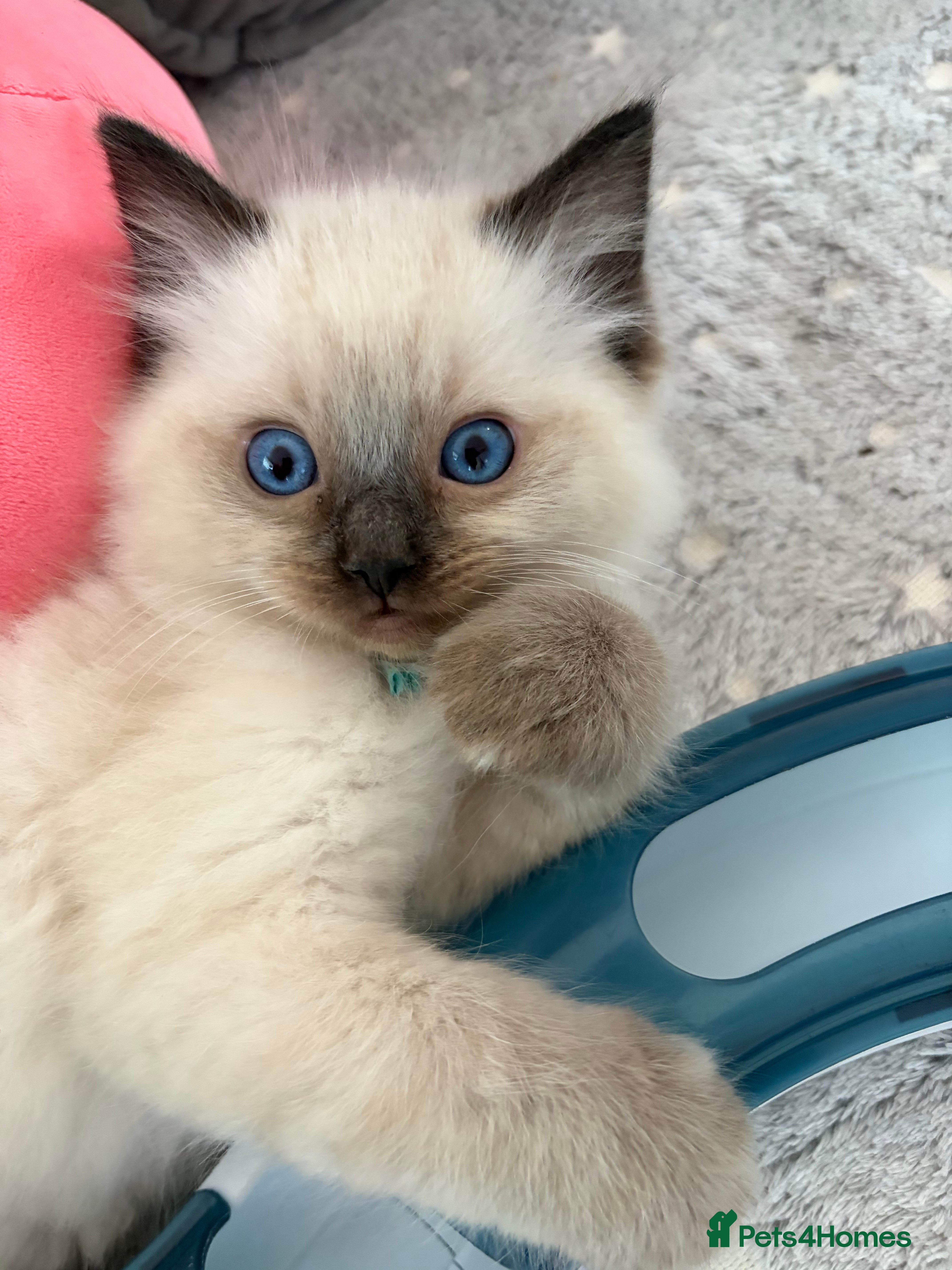Ragdoll cats Magical - Advert 2