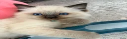 Ragdoll cats for sale: Magical - Advert 19