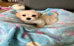Cavachon dogs for sale: READY NOW - DNA/Health Tested Cavachon Puppies - Image 4