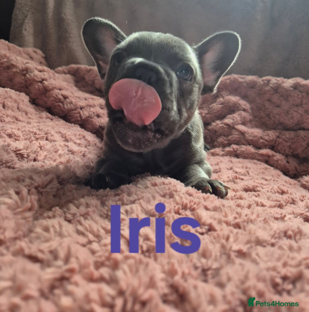 French Bulldog dogs for sale: French bulldog pups ❤️ - Image 9