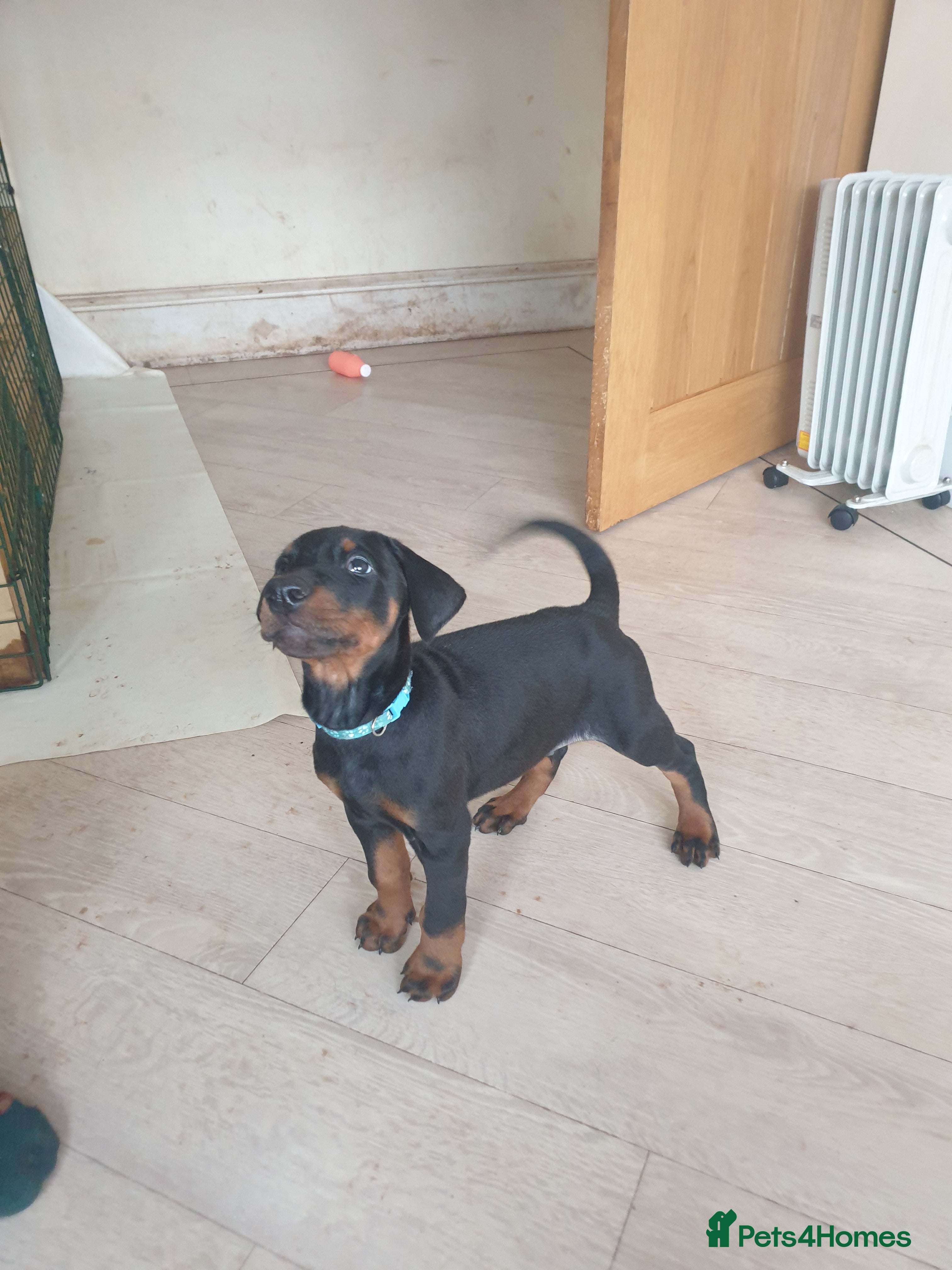 Dobermann dogs ☆☆LAST 1 REDUCED READY TO LEAVE DOBERMAN PUPPY☆☆ - Advert 6