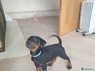 Dobermann dogs ☆☆LAST 1 REDUCED READY TO LEAVE DOBERMAN PUPPY☆☆ - Advert 6