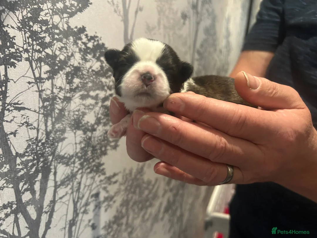 Shih Tzu dogs for sale: Imperial Shih Tzu puppie  - Advert 10