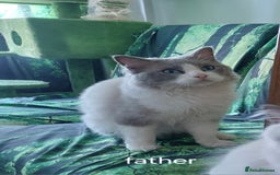 Ragdoll cats for sale: Beautiful and adorable rag dolls. 🐱🐱🐱🐱 - Image 6