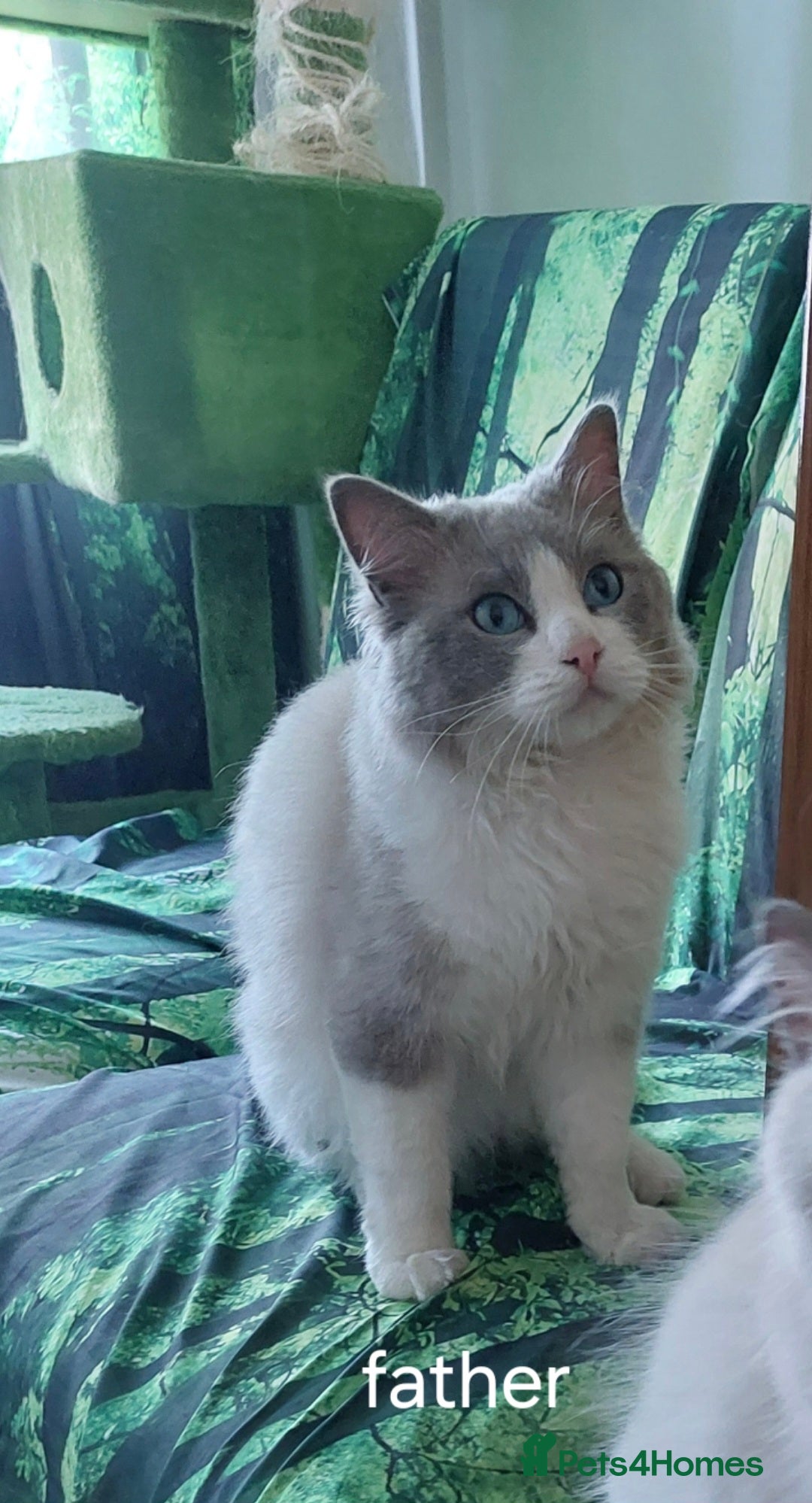 Ragdoll cats for sale: Beautiful and adorable rag dolls. 🐱🐱🐱🐱 - Image 6