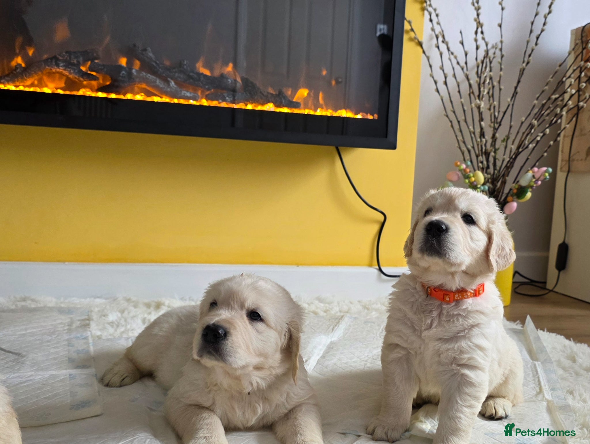Golden Retriever dogs KC Golden Retriever Puppies – Only 3 Available - Advert 2