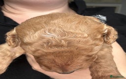 Cockapoo dogs for sale: Cockapoo Puppies For Sale  - Image 8