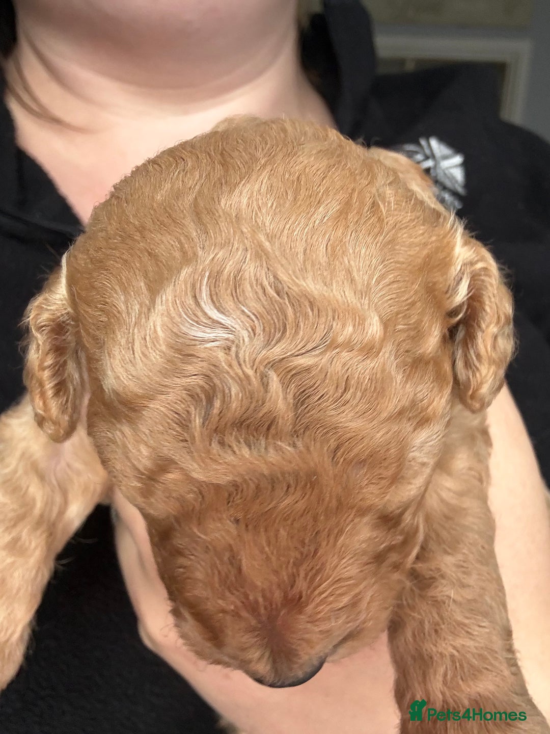 Cockapoo dogs for sale: Cockapoo Puppies For Sale  - Image 8