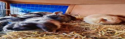 Mixed Breed rabbits for sale: Cute bunnies  in Ware - Advert 13