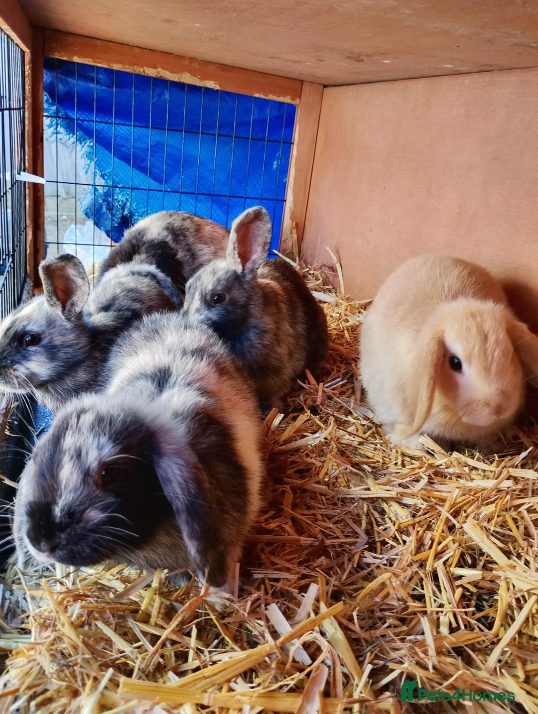 Mixed Breed rabbits for sale: Cute bunnies  in Ware - Advert 13