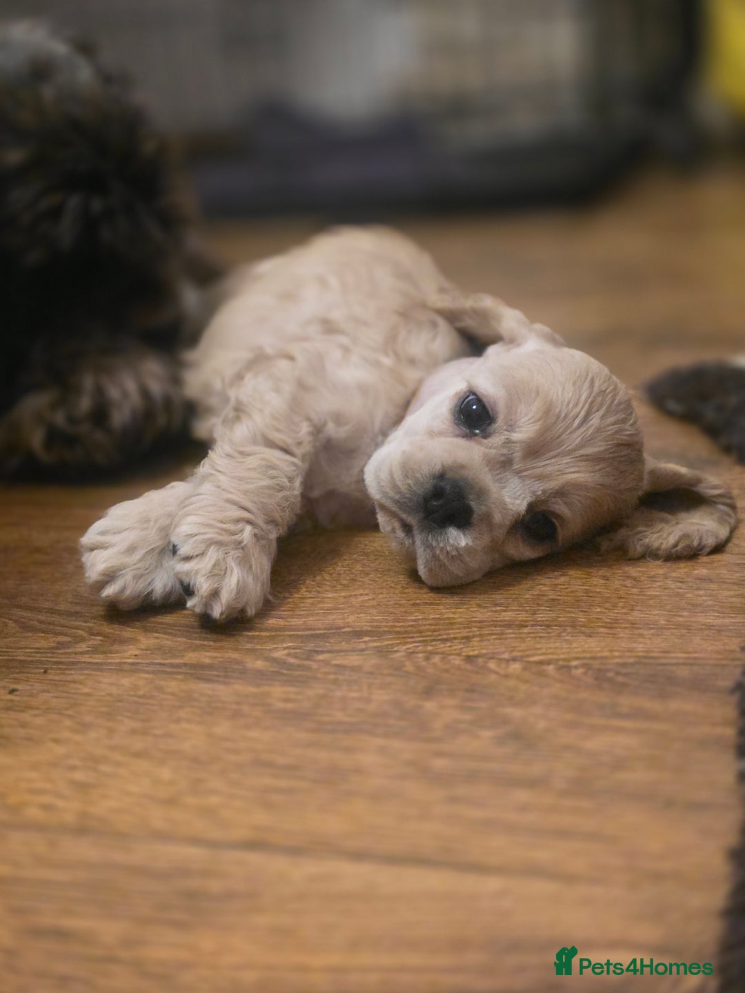 American Cocker Spaniel dogs for sale: Stunning Anerican Cocker spaniels girl - Advert 10