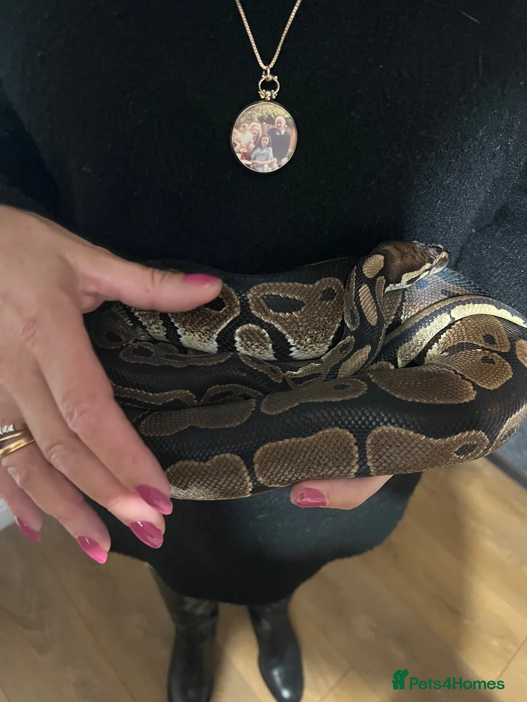 Python Snake reptiles for sale: 5 year old Royal ball Python  in Eastbourne - Advert 2