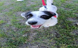 Jack Russell dogs for sale: 1-year old Jack Russell dogs for sale - Image 4