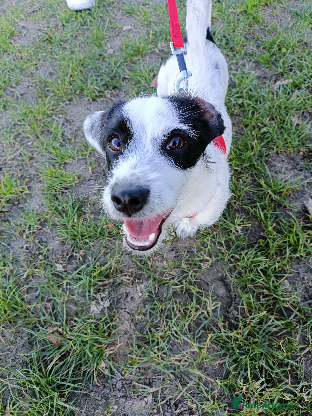 Jack Russell dogs for sale: 1-year old Jack Russell dogs for sale - Image 4