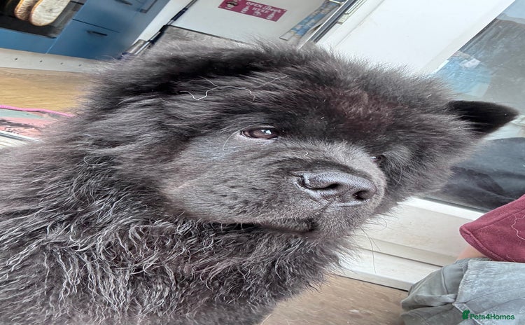 Chow Chow dogs - Advert 1