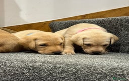 Labrador Retriever dogs for sale: Early Autumn Labrador Puppies - Image 15