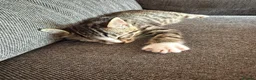 Bengal cats for sale: 4 x Beautiful Male Bengal Cross - Advert 14