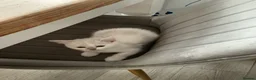 Mixed Breed cats for sale: Unusual coloured kittens in Leicester - Advert 5