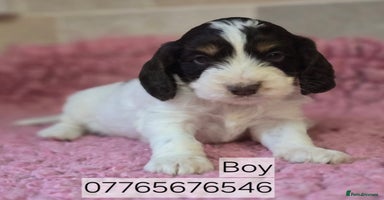 Cockapoo dogs Classic Cockapoo Puppies Homebred Council Licenced - Advert 1