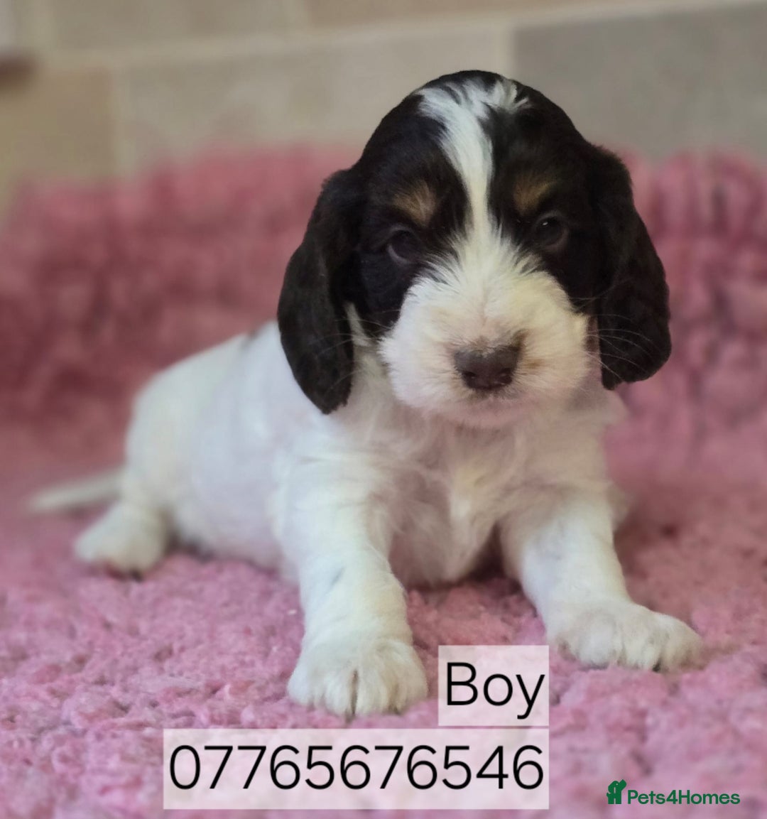 Cockapoo dogs for sale: Classic Cockapoo Puppies Homebred Council Licenced - Advert 7