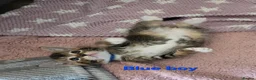 Mixed Breed cats for sale: Beautiful kittens looking for their forever homes  - Advert 32