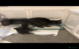 Maine Coon cats for sale: Black/Blue Smoke Maine Coon - Image 24