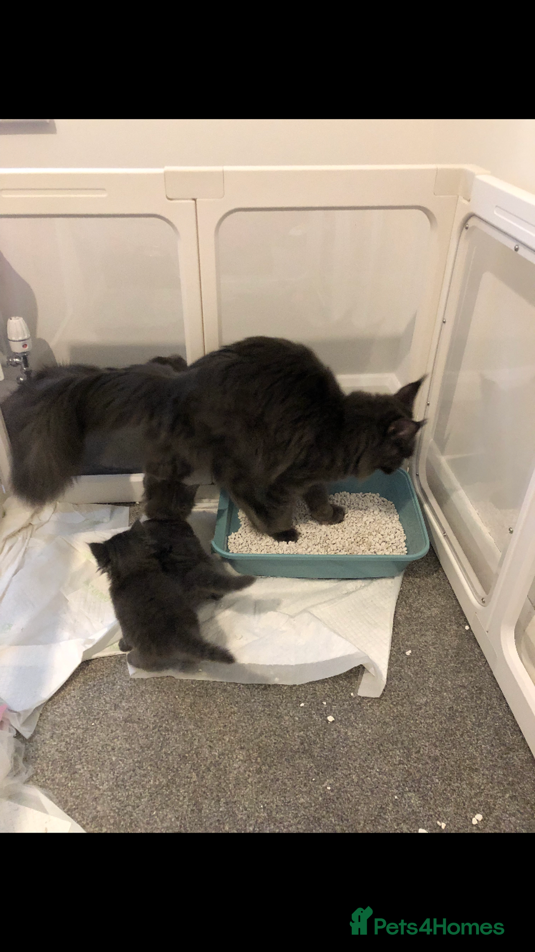 Maine Coon cats for sale: Black/Blue Smoke Maine Coon - Image 24