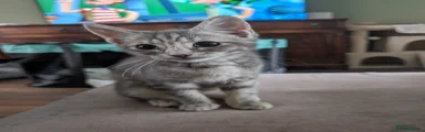 Mixed Breed Kitten 1
