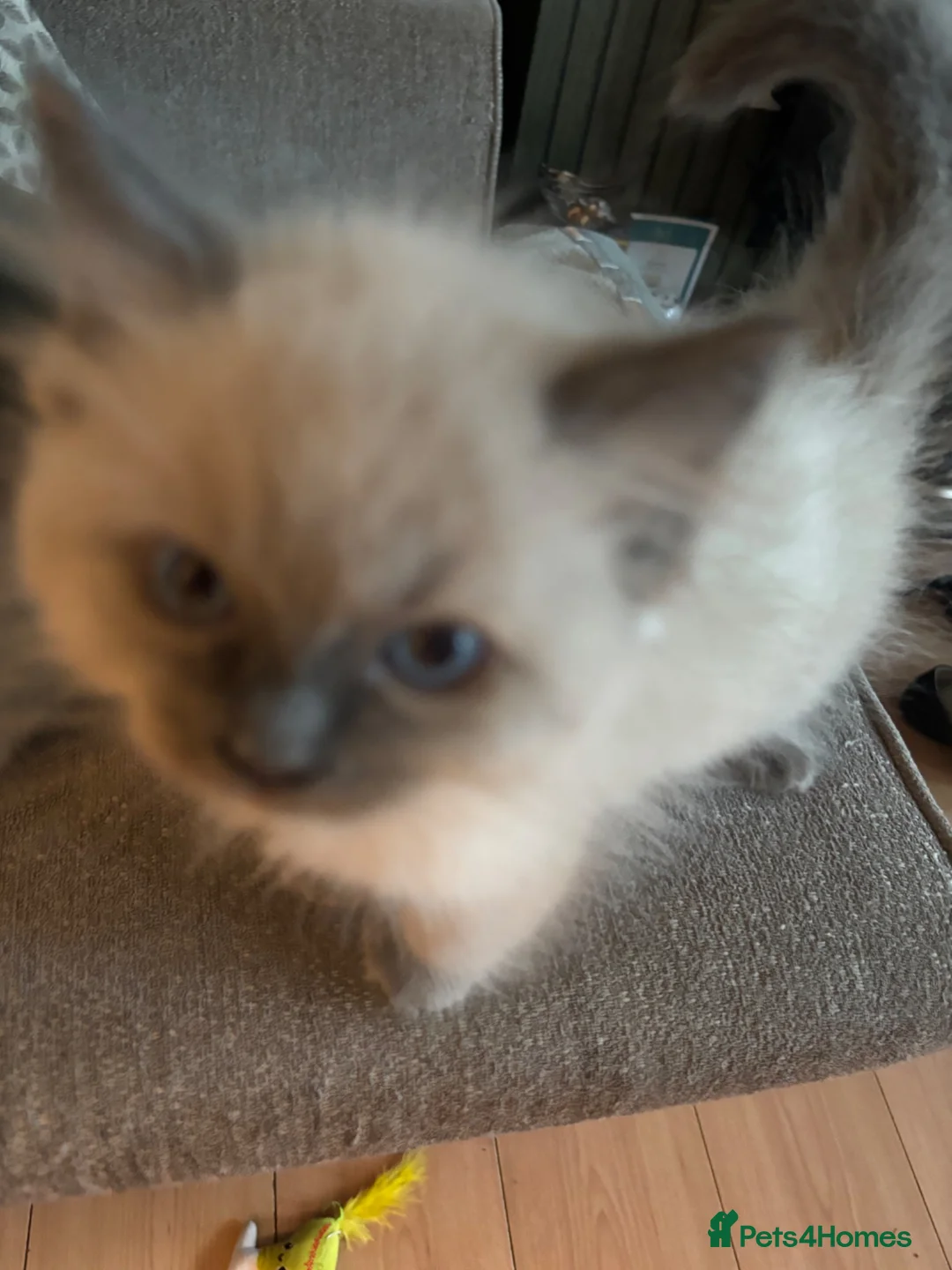 Ragdoll cats for sale: Blue ragdolls in Sheffield - Advert 10